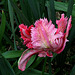 Tulipe perroquet rose (2)