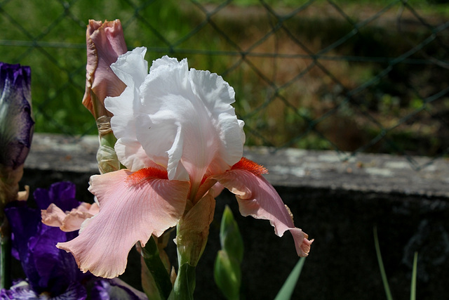 Iris Sugar Magnolia
