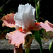 Iris Sugar Magnolia (2)