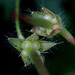 Geranium sanguin- fruits