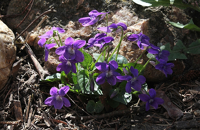 Viola riviniana (2)
