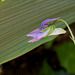 Viola riviniana (5)