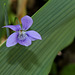 Viola riviniana (6)