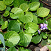 Viola riviniana (7)