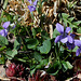 Viola riviniana (8)