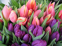 Tulipanes Rosas y Morados