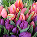 Tulipanes Rosas y Morados