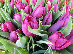 Tulipanes Morados