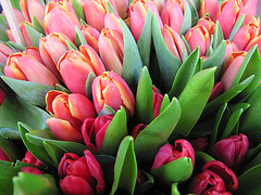 Tulipanes Rosas