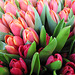 Tulipanes Rosas