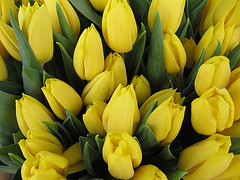Tulipanes Amarillos