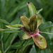 Paeonia officinalis -Fruits