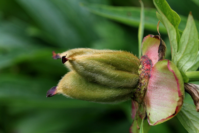 Paeonia officinalis -Fruits (2)