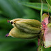 Paeonia officinalis -Fruits (2)