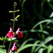 Salvia microphylla (2)