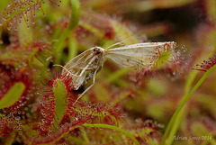Drosera capensis with prey