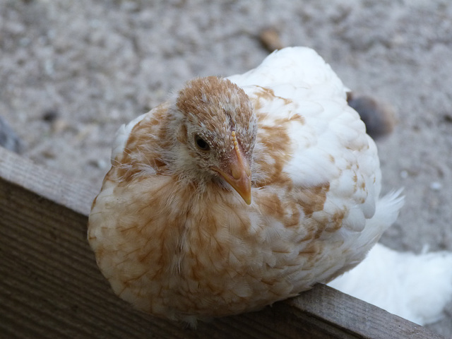 Ein junges Huhn