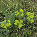 Euphorbia helioscopia - Euphorbe 'réveille -matin' (2)