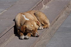20120316 7811RAw [TR] Hund, Sonnenbad, Izmir, Türkei