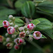 Cotoneaster (2)