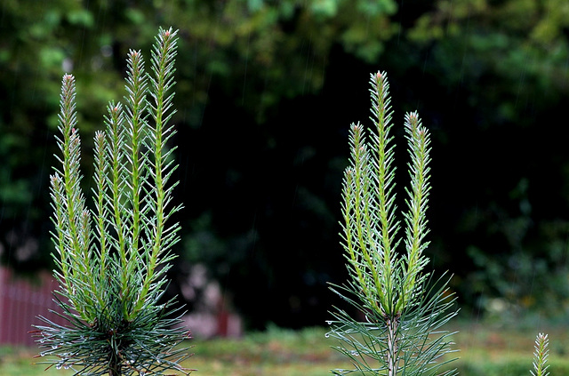 Pinus silvestris sous la pluie
