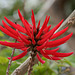 Red Flower (5121)