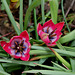 Tulipa  x hageri little beauty
