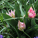 Tulipe double naine