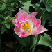 Tulipe double naine (2)