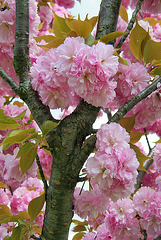 Cerisier du japon ou prunus