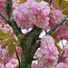 Cerisier du japon ou prunus