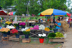 Flower stall along the main road
