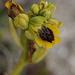 Ophrys endémique.....