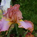 Iris Afternoon Delight (2)