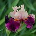 Iris Color Splash (2)