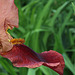 Iris cuivre rouge