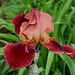Iris cuivre rouge (2)