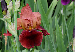 Iris cuivre rouge ' Natchez Trace '