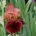 Iris cuivre rouge ' Natchez Trace '