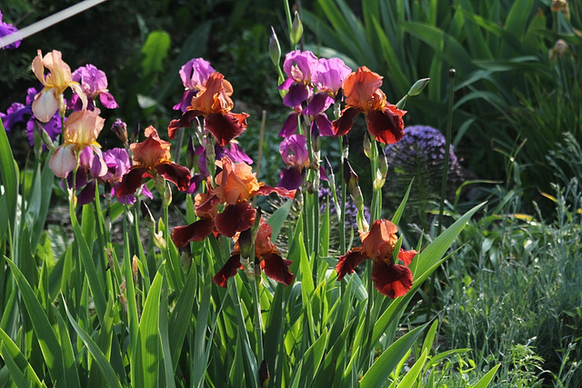 Iris cuivre rouge au soleil couchant