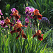 Iris cuivre rouge au soleil couchant