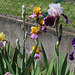 Iris en bouquet