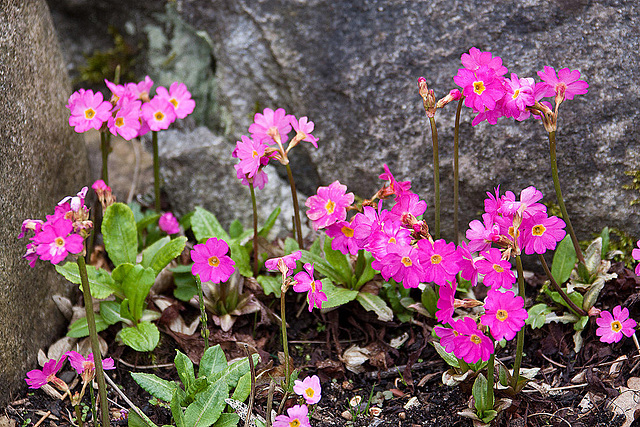 20120414 8603RAw [D~E] Himmalaya Primel (Primula rosea) [Rosenschlüsselblume] [Rosenprimel] [Sumpfprimel], Gruga-Park, Essen