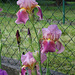 Iris Giant Rose (2)