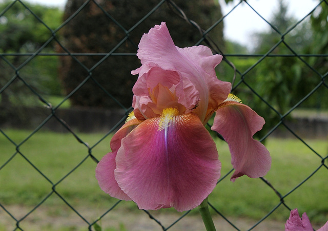 Iris Giant Rose (3)