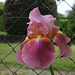 Iris Giant Rose (3)