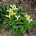 Iris bucharica (2)