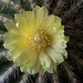 20120414 8567RMw [D~LIP] Kaktus, Bad Salzuflen