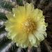 20120414 8566RMw [D~LIP] Kaktus, Bad Salzuflen