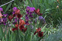 Iris cuivre et autres (2)